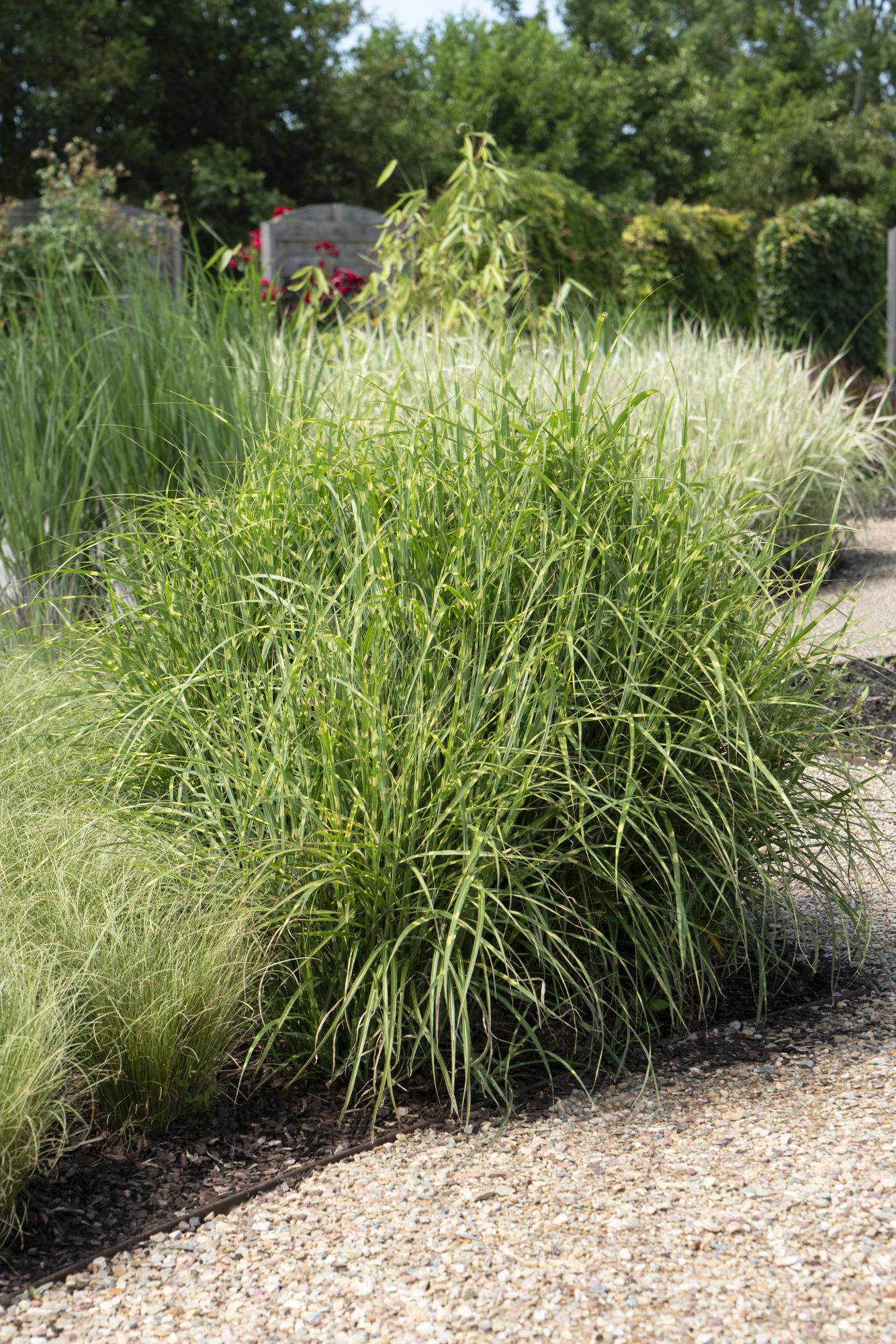 Stachelschweingras - Miscanthus sinensis Strictus - Ø23cm - ↕60cm