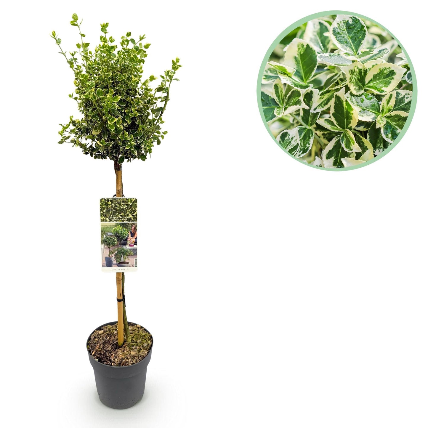 Euonymus fortunei ‘Emerald Gaiety’ – Stamm-Pflanze – Immergrün & winterhart – für Terrasse, Balkon & Garten – pflegeleicht – Ø19cm – Höhe ca. 90cm