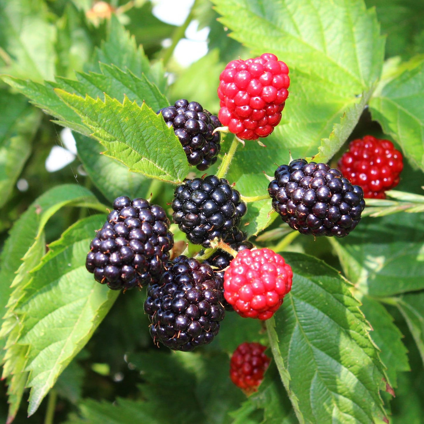 Brombeere - Rubus Thornfree Evergreen - Schwarze Brombeere - Dornlos - 2 Pflanzen - Obstpflanze - Topf 11cm Höhe 40cm