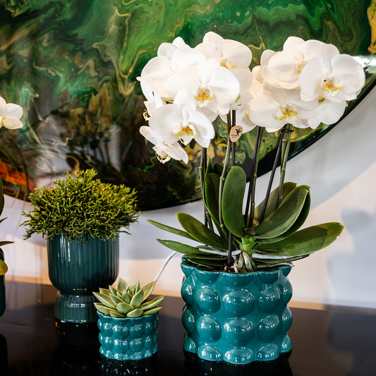 Kolibri Home | Diabolo-Ziertopf | Ø9cm - Green