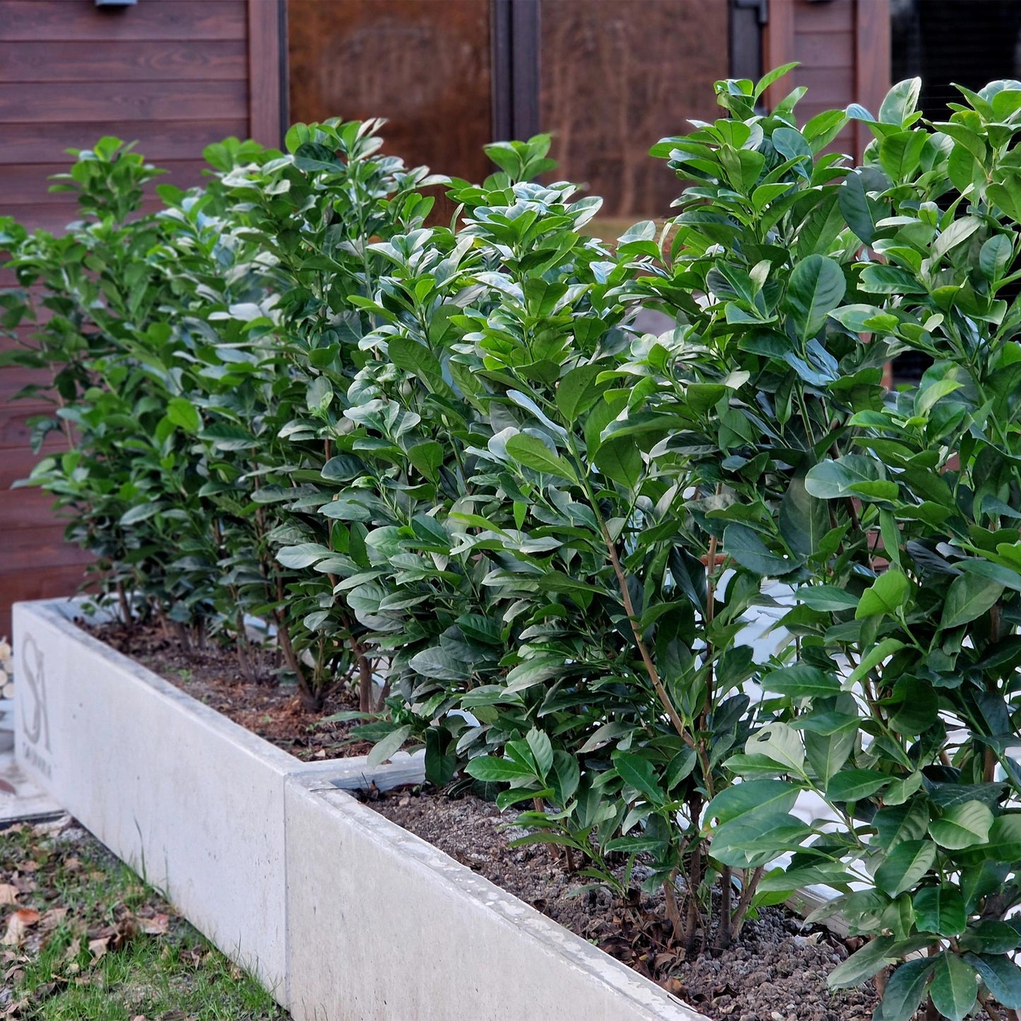Kirschlorbeer - Prunus laurocerasus Etna - Hecke - Blatt grün - 6 Pflanzen - 1 laufender Meter - immergrün - Topf 17cm Höhe 50cm