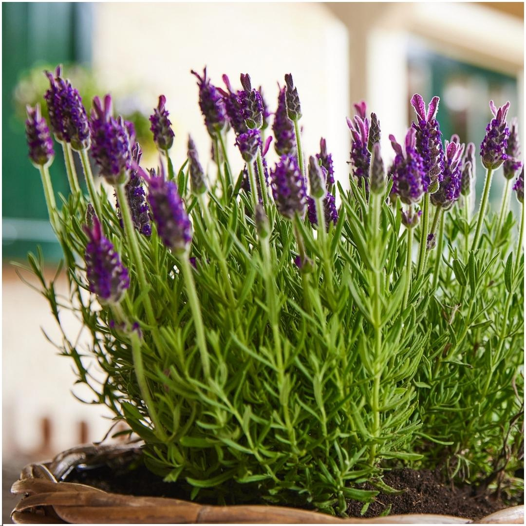 Französischer Lavendel – Lavandula stoechas Anouk – 12 cm – 6 Pflanzen – Duftend & Immergrün – Für Garten, Balkon & Terrasse – Winterhart