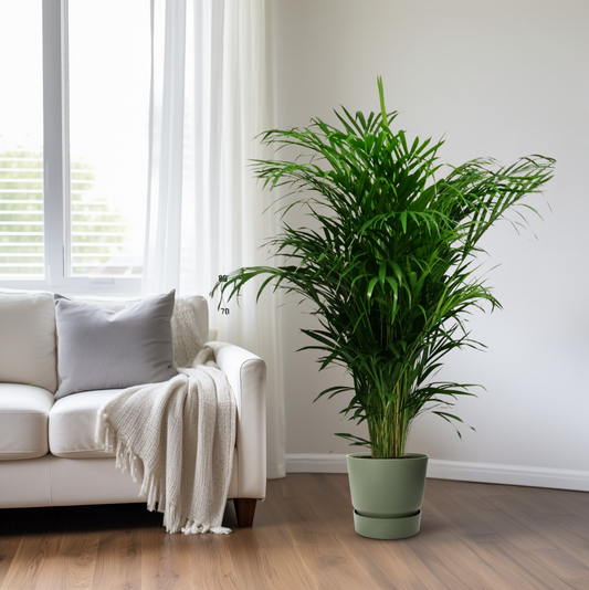 Areca-Palme – Dypsis Lutescens – Zimmerpflanze - 125 cm – Ø24 cm – Tropische Grünpflanze für Wohnzimmer, Büro & Flur – Luftreinigend & pflegeleicht