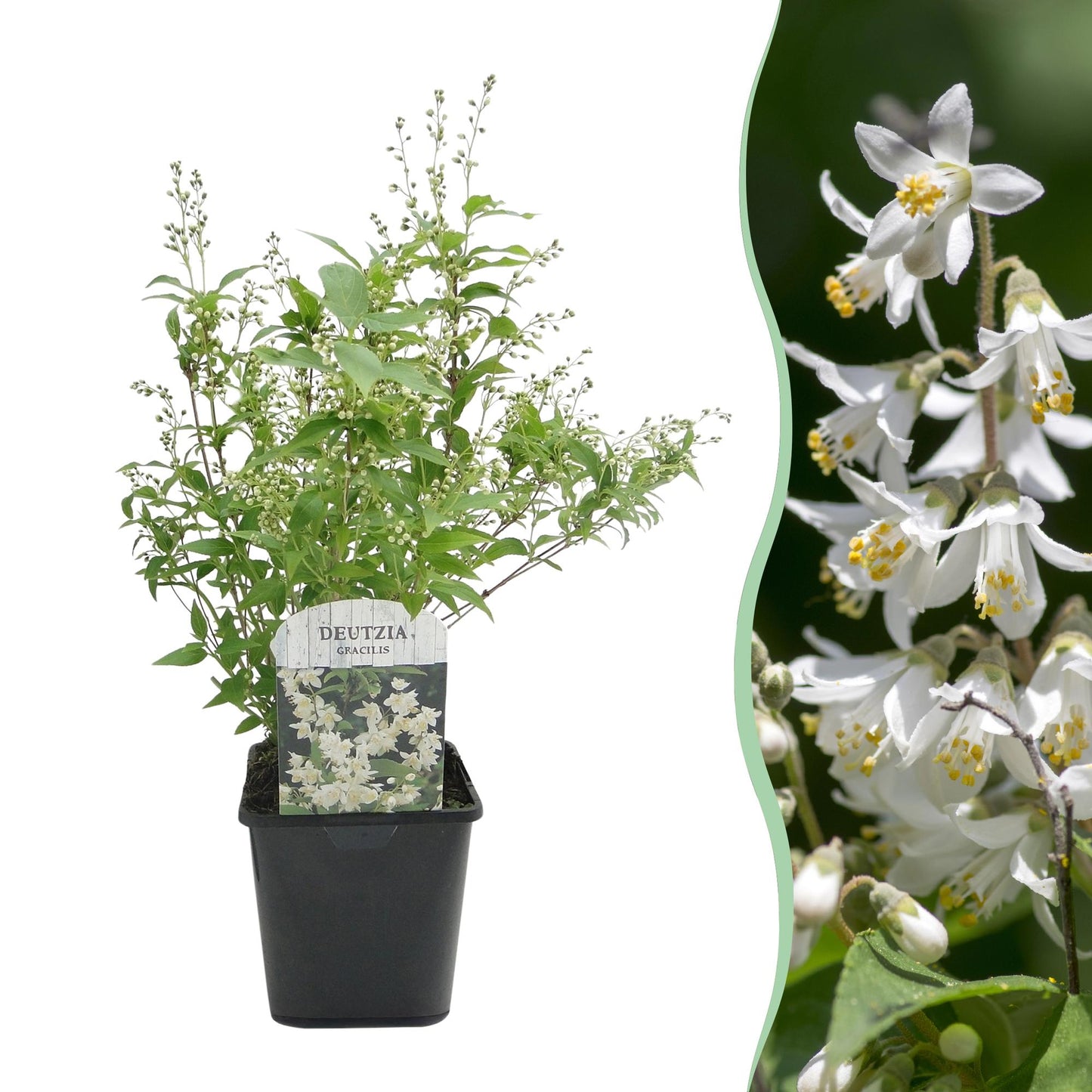 Zierliche Deutzie - Deutzia Gracilis - Blüte Weiß - Strauch - Laubabwerfend - Wenig Pflege - Topf 17cm Höhe 45cm