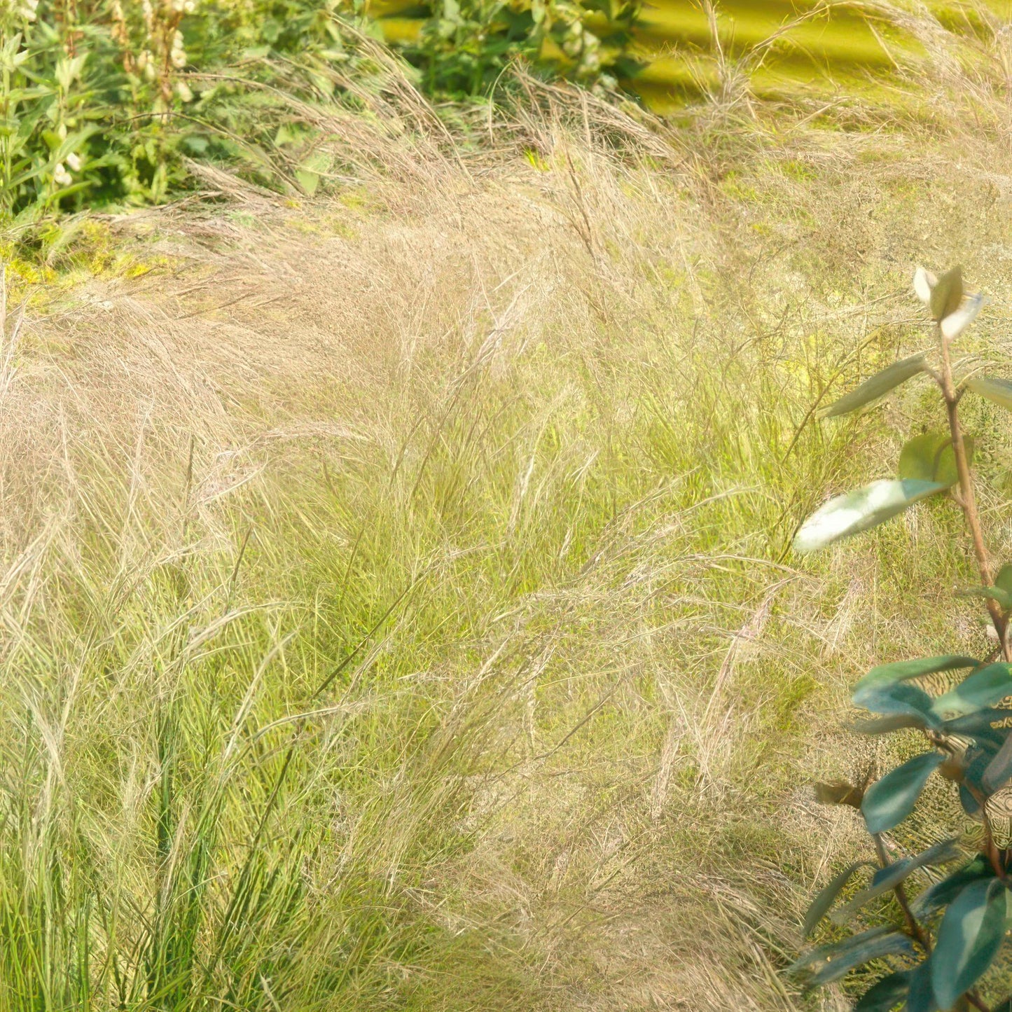 Stipa tenuissima ‘Ponytails’ – 24 Pflanzen – ↕10-25cm – Ø9cm – Feinhaariges Ziergras – Luftig & Verspielt – Sonne – Pflegeleicht & Robust