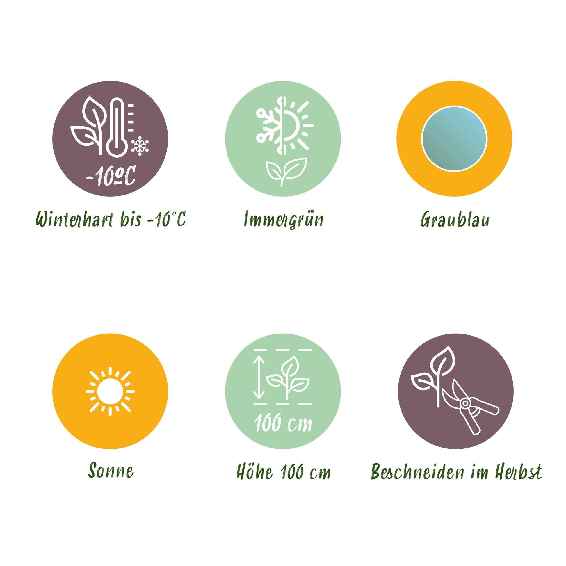 Eukalyptusbaum Eucalyptus gunnii – 6 Pflanzen – Winterhart – Terrassenpflanze – Topf Ø14 cm, Höhe 30 cm – Blaugrüne Blätter mit herrlichem Duft