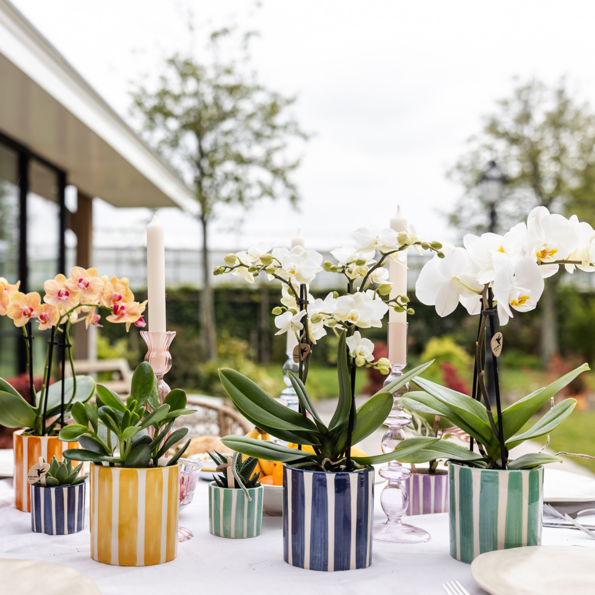 Weiße Phalaenopsis Orchidee Lausanne + Painted Stripe Ziertopf Türkis - Topfgröße Ø9cm - Zimmerpflanze