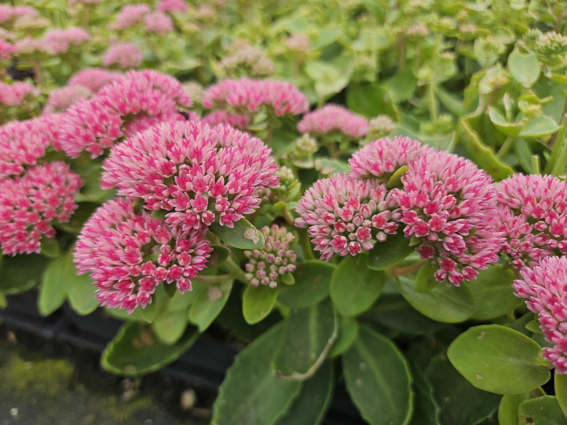 Große Fetthenne Sedum 'Herbstfreude' – 24 Pflanzen – ↕10-25 cm – Ø9 cm – Winterharte Sukkulente – Trockenheitsresistent – Bienfreundlicher Bodendecker