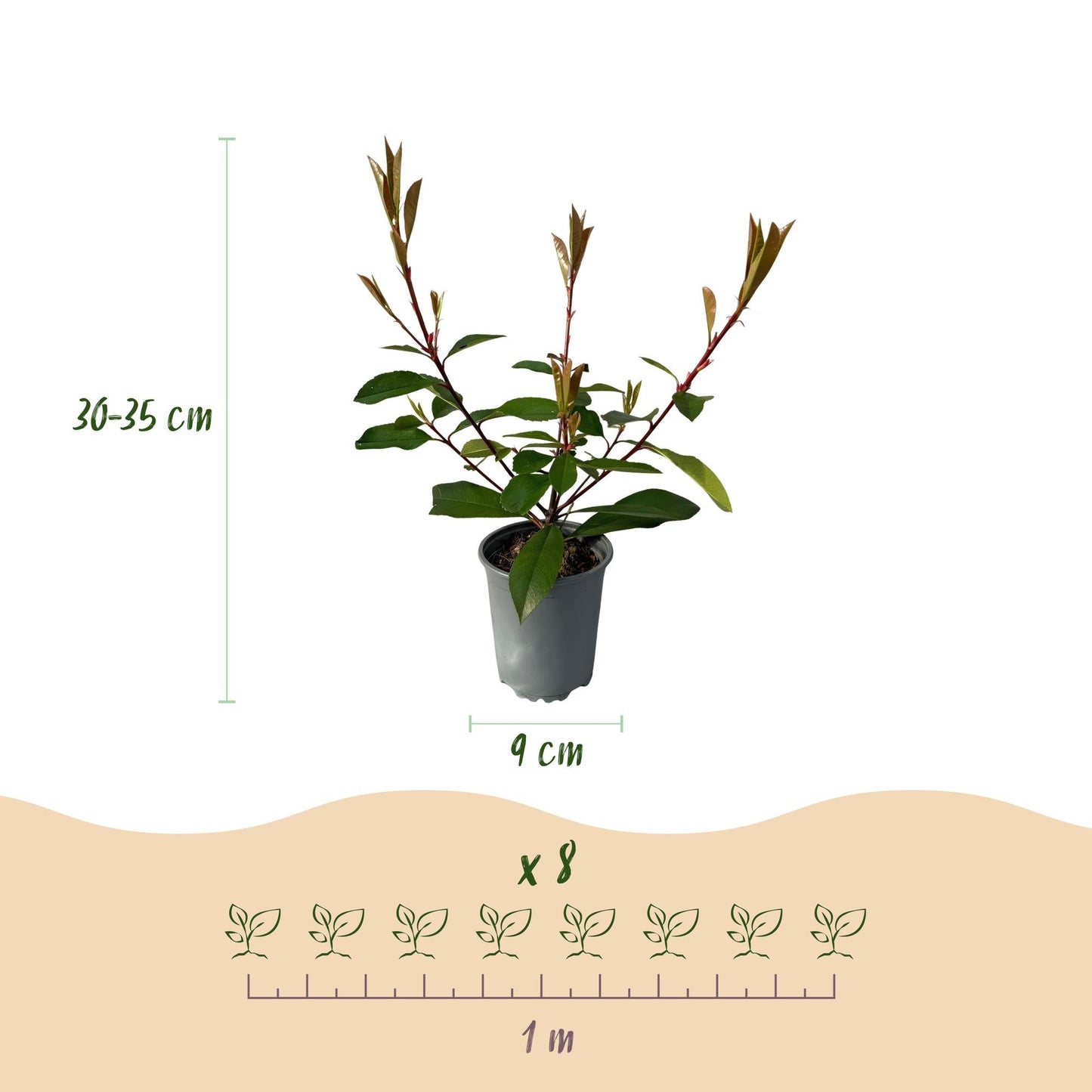 Frasers Glanzmispel – Photinia fraseri Red Robin – Heckenpflanze – Blatt rot grün – 8 Pflanzen – 1 laufender Meter – immergrün – 9cm Höhe 30-35cm