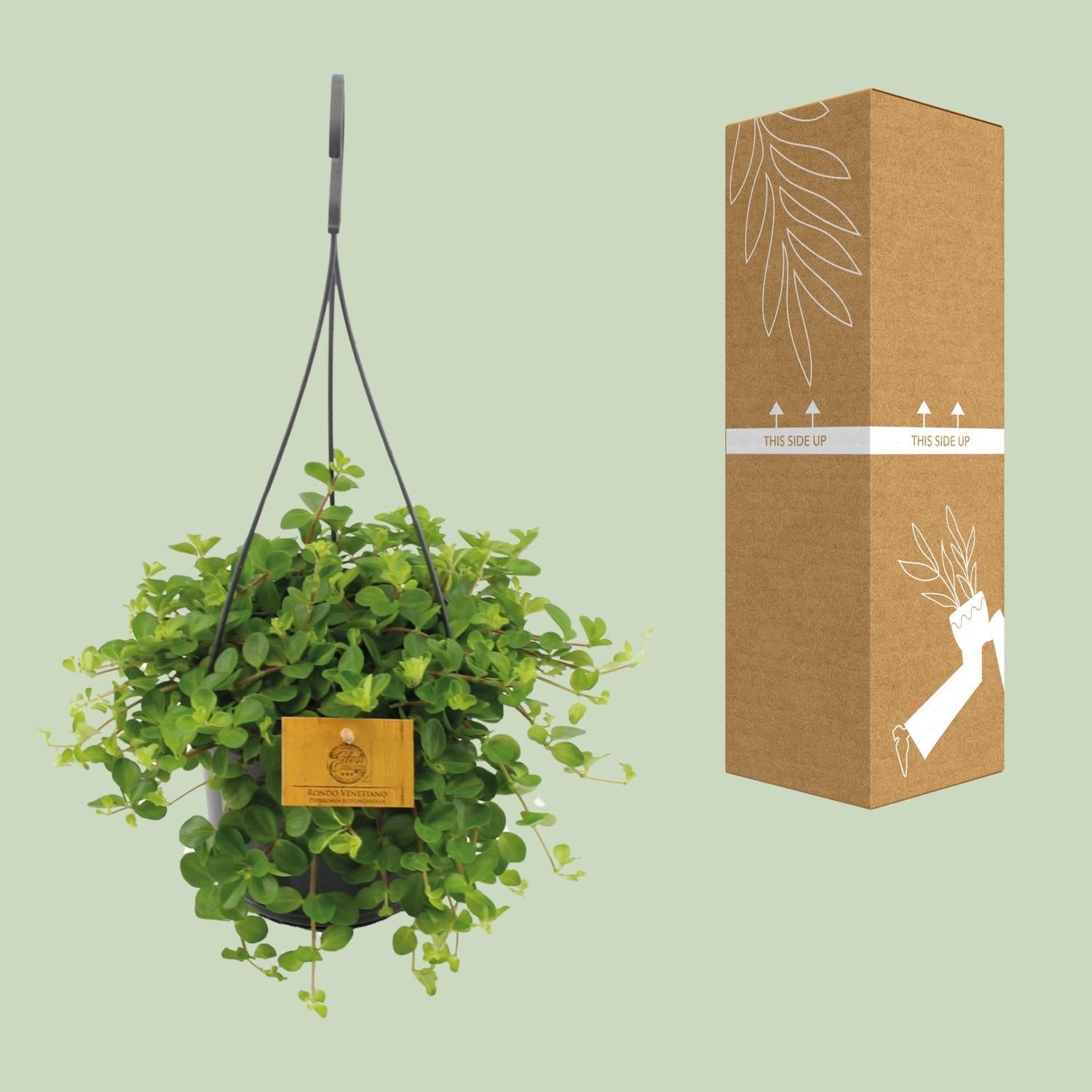 Zwergpfeffer Peperomia Rotundifolia – Zimmerpflanze – Glänzende Blätter – Ø15 cm, Höhe 25 cm – Pflegeleicht