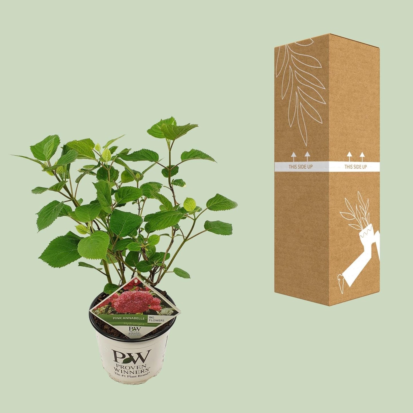 Ballhortensie 'Pink Annabelle' – Hydrangea arborescens – Zimmerpflanze – Ø19cm – ↕30cm – Rosa Blütenpracht für Innenräume