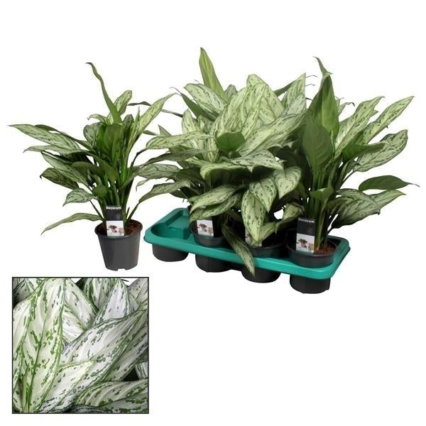 Aglaonema Silver Queen – Zimmerpflanze – Ø14cm – ↕45cm – Pflegeleichte Blattschmuckpflanze mit silbrig-grünem Muster – Luftreinigend – Für Büro & Wohnraum