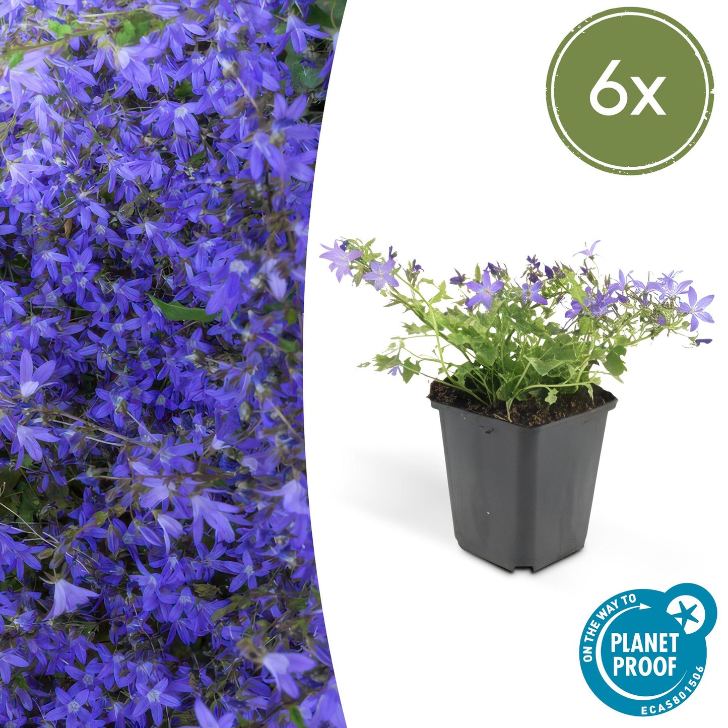 Campanula poscharskyana 'Stella' – Hängepolster-Glockenblume – Blaue Blüten – ↕10-25 cm – Ø9 cm – 6 Pflanzen – Überhängend & pflegeleicht – Für Beete, Mauern & Balkon