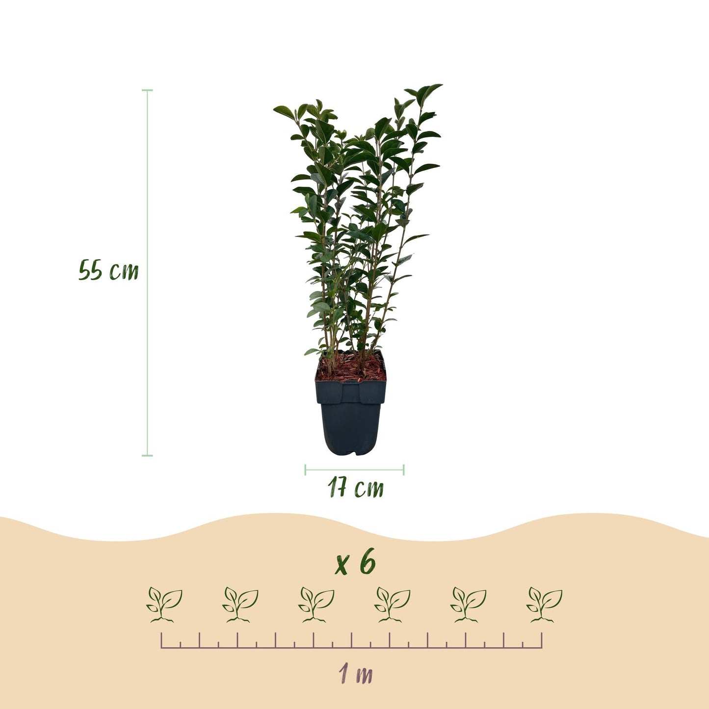 Ovalblättriger Liguster Ligustrum ovalifolium – Immergrün – Heckenpflanze – Blatt Grün – 6 Pflanzen – 1 m laufend – Pflegeleicht – 17cm Höhe 55cm