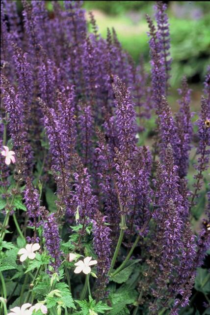 Blüten-Salbei Salvia nemorosa 'Mainacht' – ↕10-25cm – Ø9cm – 12 Pflanzen – Bienenfreundlich – Blau – Pflegeleicht – Sonniger Standort