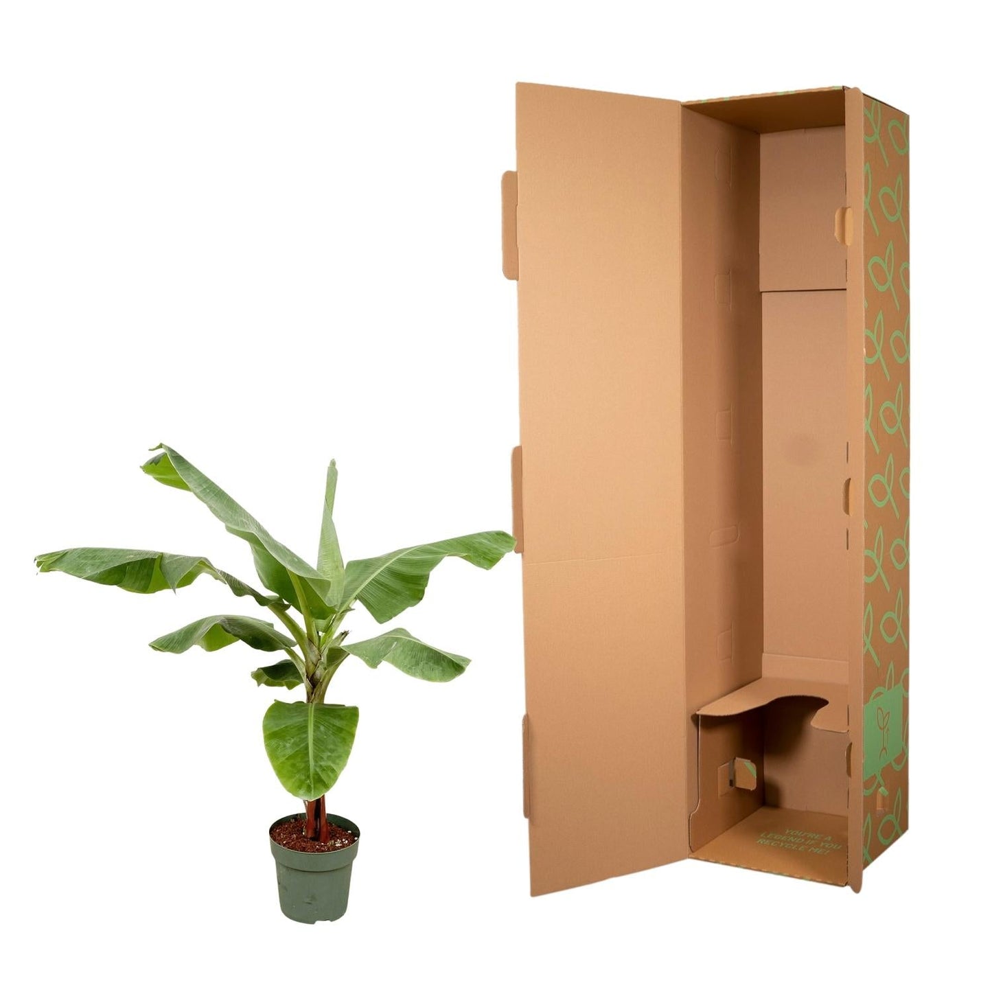 Bananenpflanze – Musa – ca. 160 cm hoch – Ø30 cm – tropische Zimmerpflanze – große grüne Blätter – dekorativ & pflegeleicht