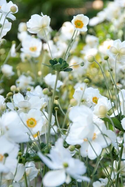 Anemone hyb. 'Honorine Jobert' – 48 Pflanzen – ↕10-25cm – Ø9cm – Herbstanemone Staude – Weiße Blüten Spätsommer/Herbst – Sonnig & Halbschatten – Pflegeleicht