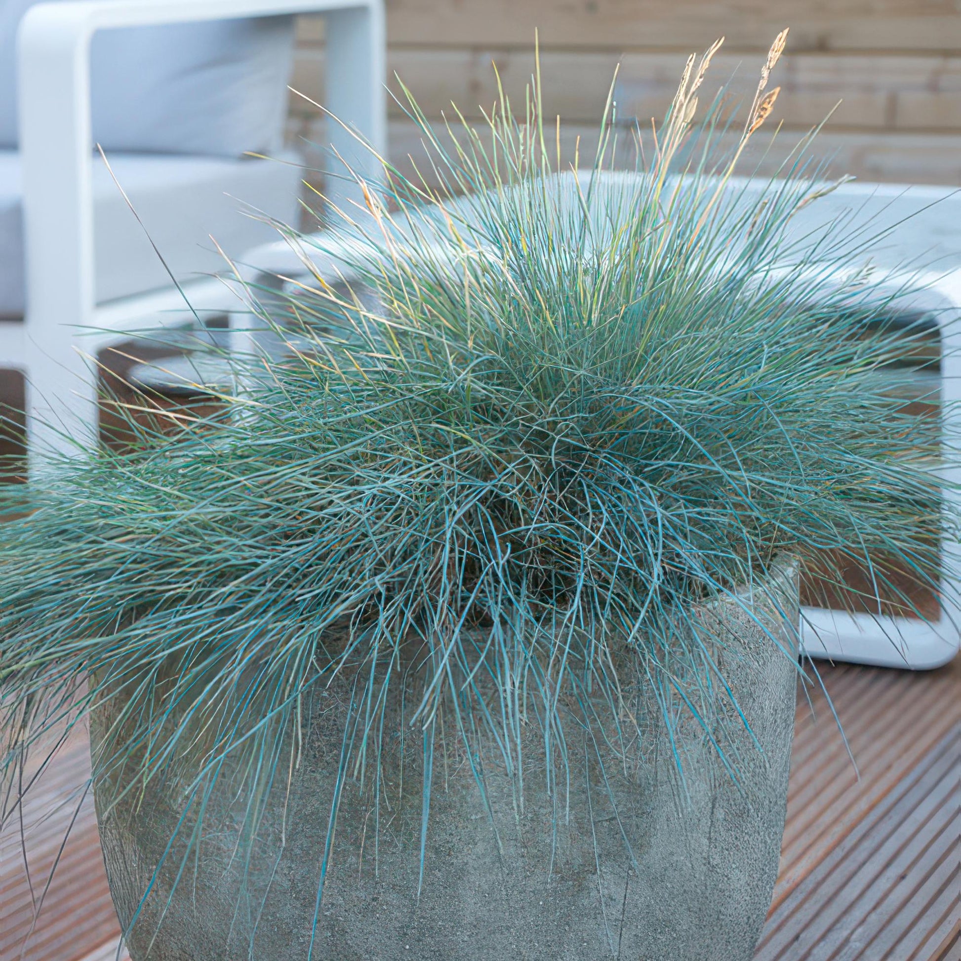 Blau-Schwingel – Festuca glauca 'Elijah Blue' – ↑10-25cm – Ø9cm – 60 Pflanzen – Blau-graues Ziergras, pflegeleicht & ganzjährig attraktiv – Steingarten- und Beetpflanze