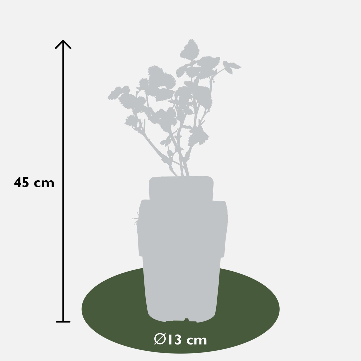 Brombeere - Rubus fruticosus Black Satin - Dornenlose Brombeerpflanze - Ø13cm - Höhe ca. 45cm - Winterharte Obstpflanze für Garten und Terrasse