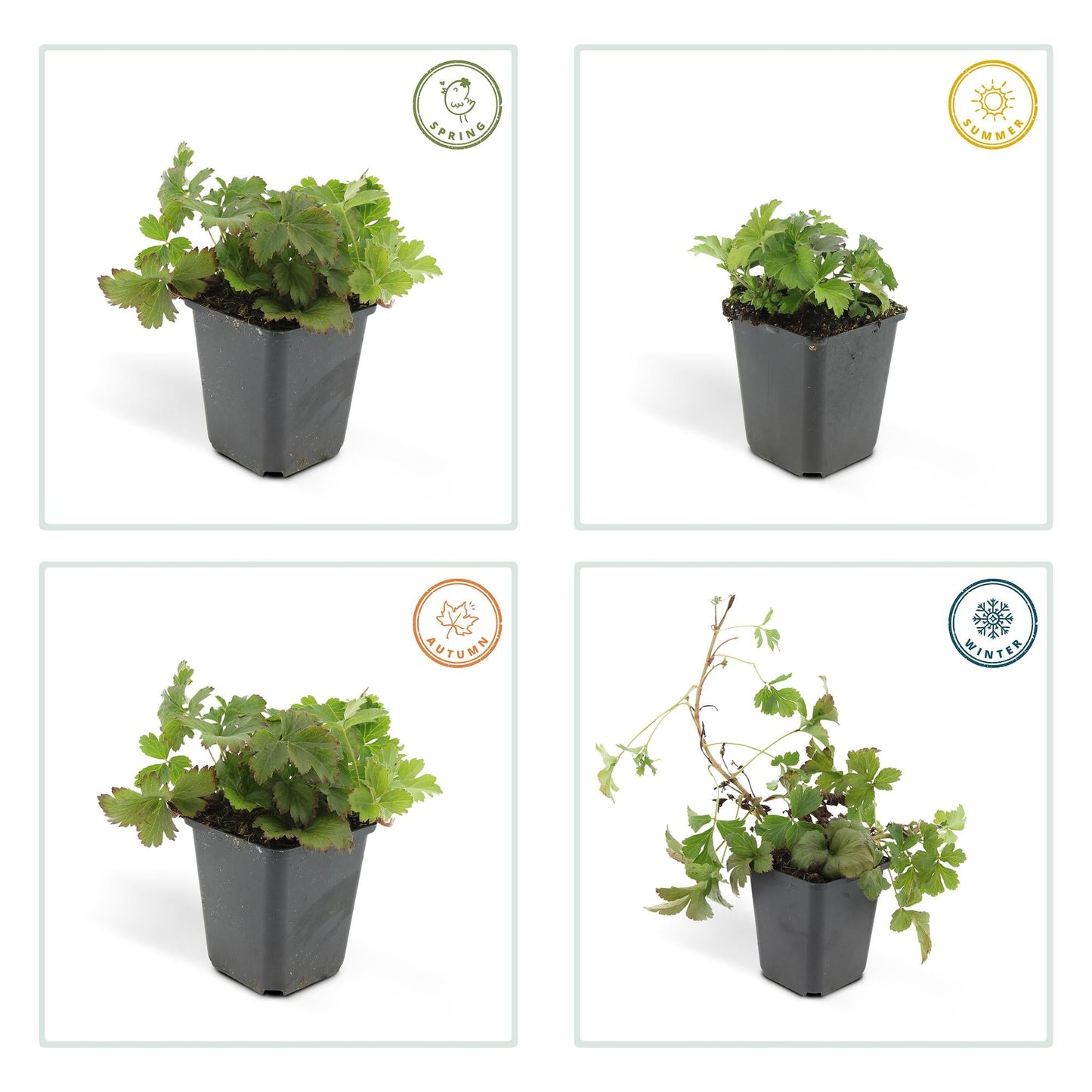 Waldsteinia ternata – Bodendecker Ø9cm – Höhe 10-25cm – Gelbe Blüten im Frühling – Pflegeleichte Gartenpflanze für Sonne & Schatten – 48 Pflanzen