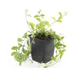 Vinca minor 'Aureovariegata' – 10–25 cm – Ø9 cm – Wintergrüner Bodendecker mit goldgerandeten Blättern und violetten Blüten