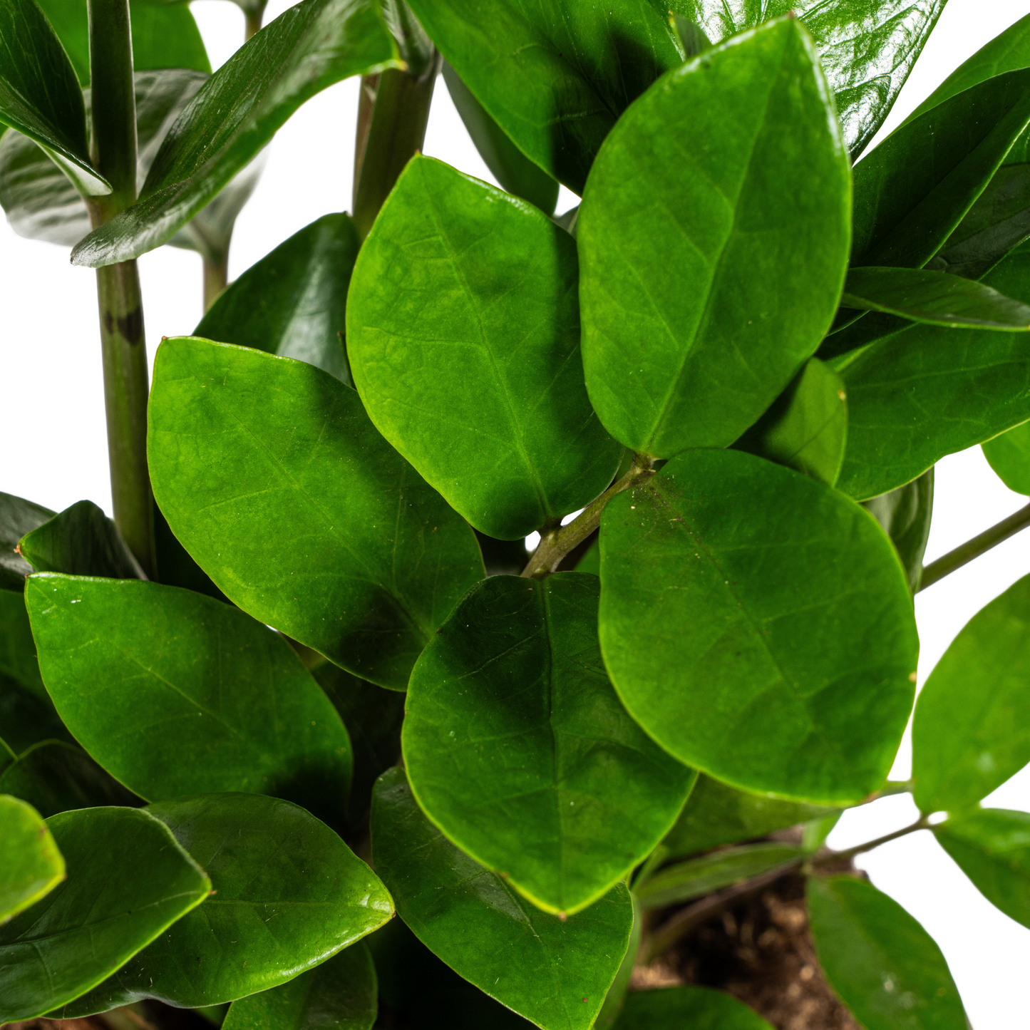 Glücksfeder - Zamioculcas Zamiifolia - Zimmerpflanze - Ø17cm - ↕40-50cm