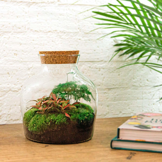Flaschengarten Little Joe – DIY Bausatz Terrarium – ↕21,5cm – Do-It-Yourself Pflanzen-Set im Glas mit Korkdeckel – Autarkes Mini-Ökosystem – Inkl. Fittonia, Spargel & Moos – Für Wohnung & Büro