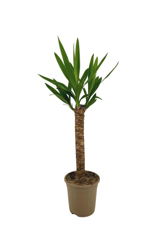 Riesen-Palmlilie Yucca Elephantipes Zimmerpflanze Ø17cm – ↑60-80cm – Robuste Yucca mit tropischem Look – Wenig Wasserbedarf – Für Wohnräume & Büros
