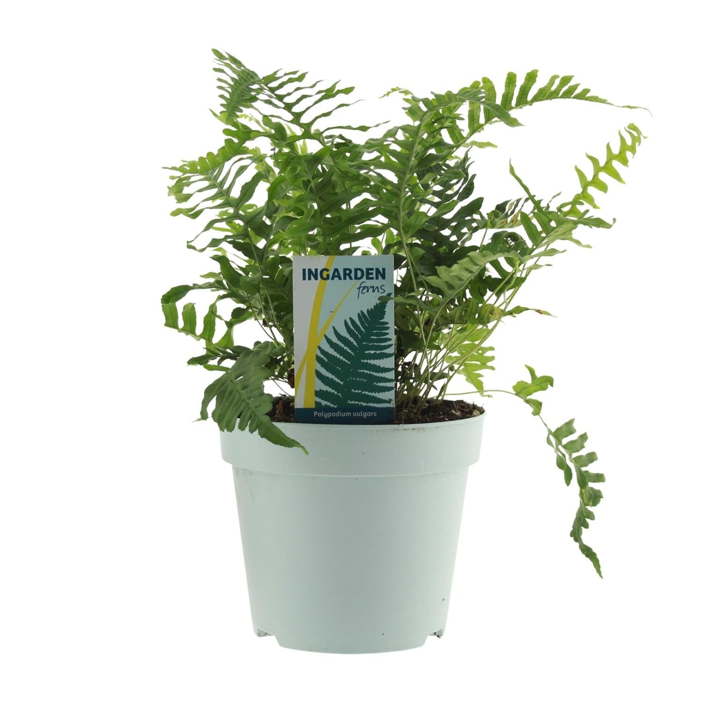 Tüpfelfarn - Polypodium Vulgare - Zimmerpflanze - Ø17cm - ↕40cm