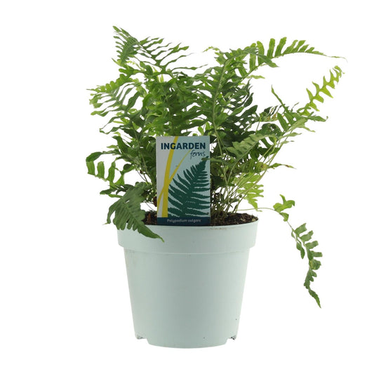 Tüpfelfarn - Polypodium Vulgare - Zimmerpflanze - Ø17cm - ↕40cm