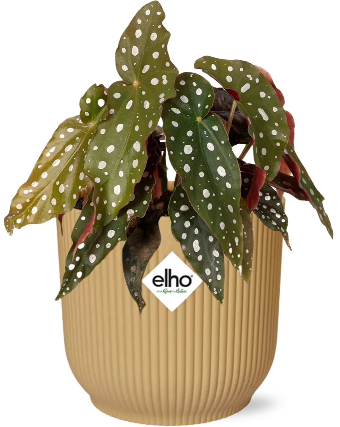 Forellenbegonie – Begonia Maculata Zimmerpflanze im Topf Vibes Fold 14cm Gelb – Exotische Blattpflanze mit dekorativen Punkten