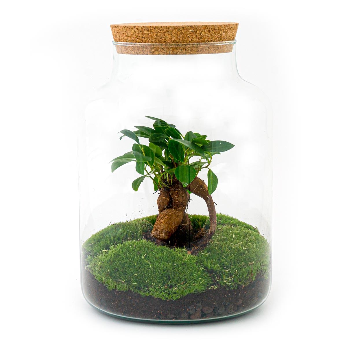 Flaschengarten - DIY Bausatz - Terrarium - Milky Bonsai - ↕30cm