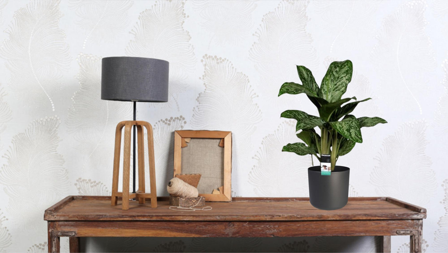 Aglaonema Greenlight – Kolbenfaden – Zimmerpflanze – Ø17cm – Höhe ca. 60cm – Pflegeleicht & luftreinigend – Für Wohnzimmer, Büro & Schlafzimmer