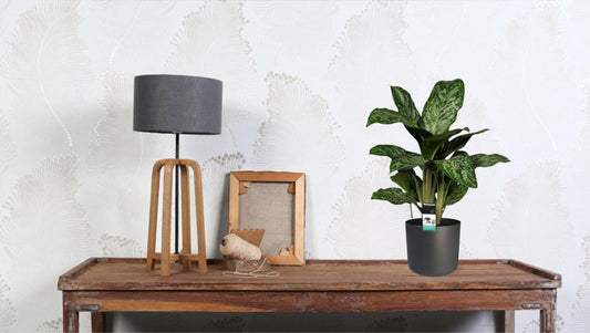 Aglaonema Greenlight – Kolbenfaden – Zimmerpflanze – Ø17cm – Höhe ca. 60cm – Pflegeleicht & luftreinigend – Für Wohnzimmer, Büro & Schlafzimmer