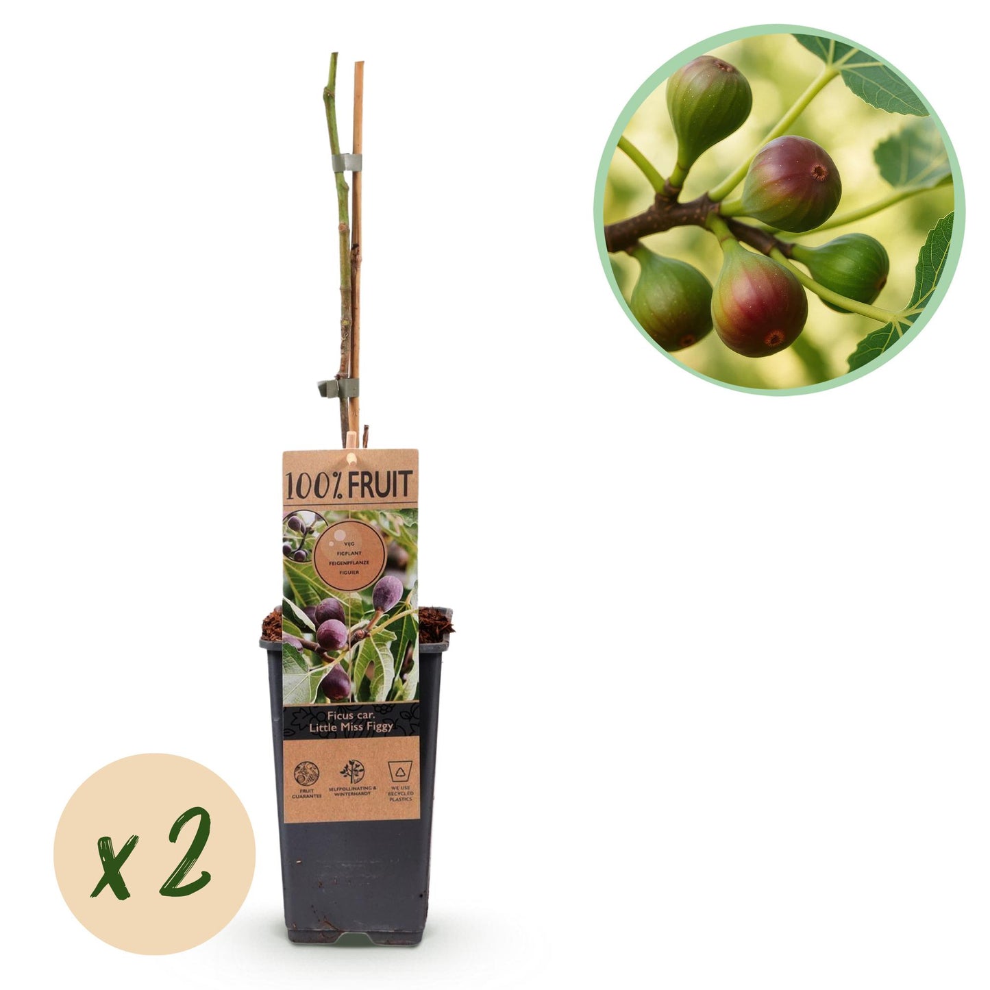 Feigenbaum - Ficus carica 'Little Miss Figgy' – 2 Pflanzen – Topf Ø15 cm – Höhe 50 cm – Rote Früchte – Kompakter Obstbaum für Garten, Balkon & Terrasse – Selbstfruchtend & pflegeleicht