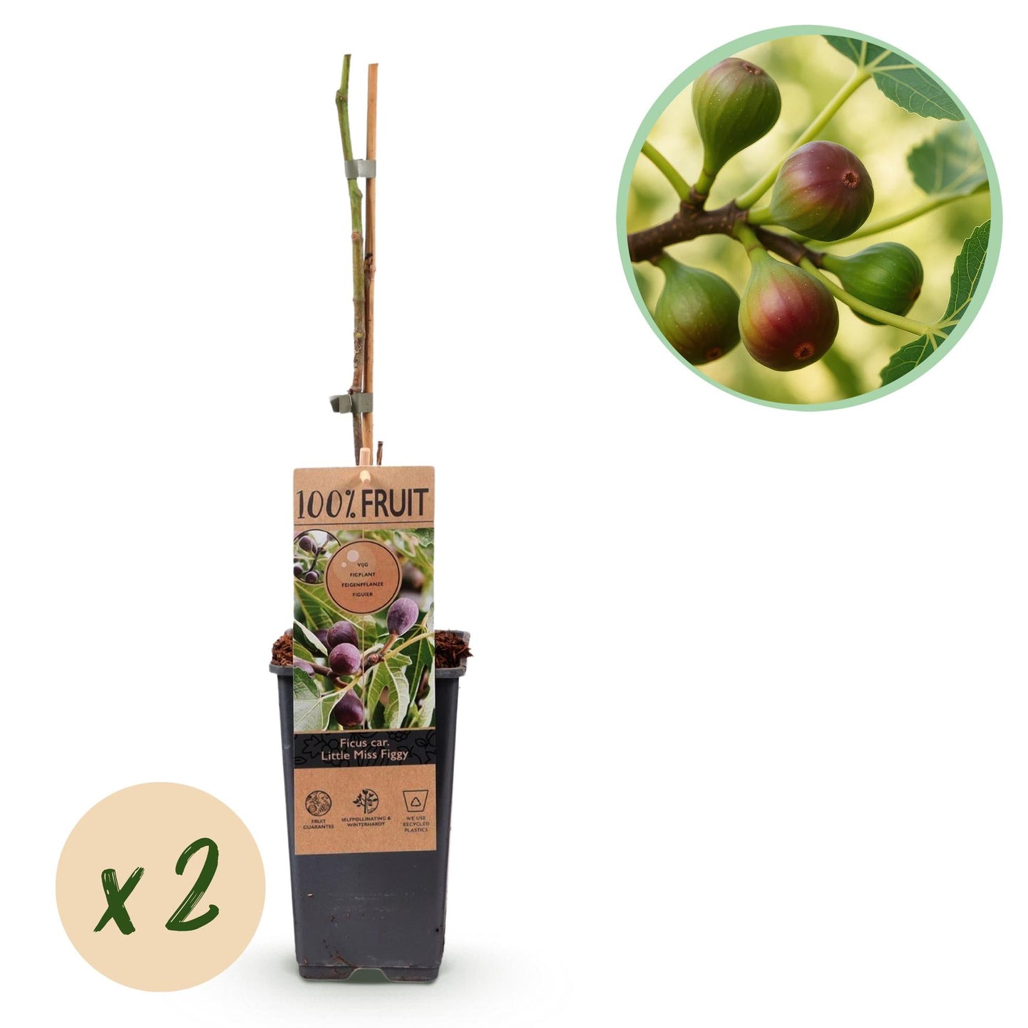 Feigenbaum - Ficus carica 'Little Miss Figgy' – 2 Pflanzen – Ø15 cm – Höhe 50 cm – Rote Früchte – Kompakter Obstbaum für Garten, Balkon & Terrasse – Selbstfruchtend & pflegeleicht