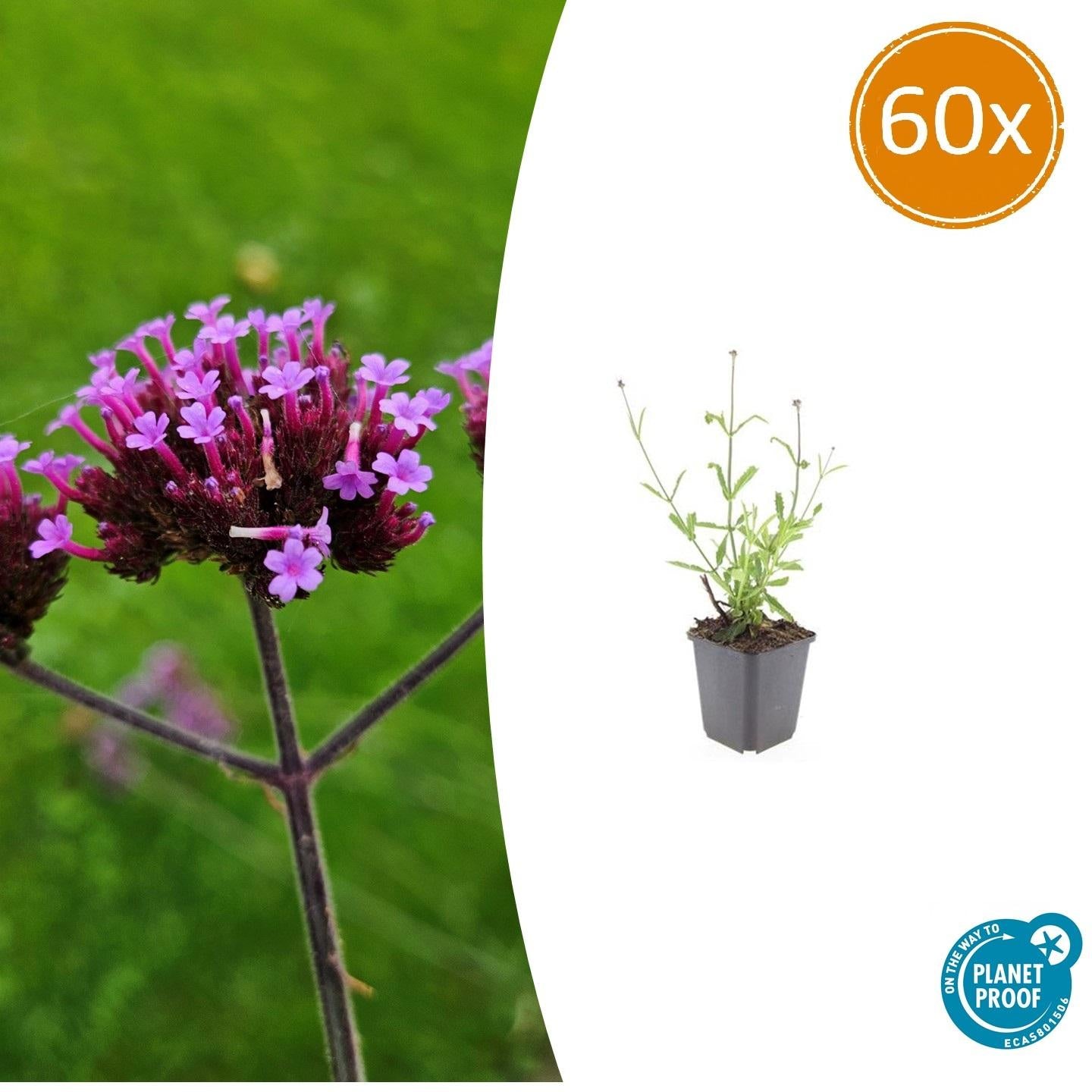 Hohes Eisenkraut Verbena bonariensis 'Lollipop' – ↕10-25cm – Ø9cm – 60 Pflanzen – Lilafarbene Blüten – Kompakt & pflegeleicht – Bienen- & schmetterlingsfreundlich