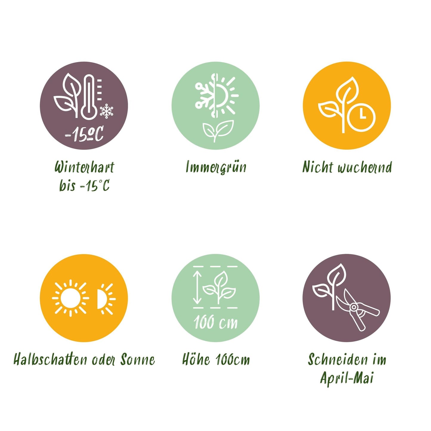 Immergrüner Japanischer Spindelstrauch – Euonymus japonicus 'Green Spire' – 8 Pflanzen für 1 Meter Hecke – Heckenpflanze 9cm – Höhe 20–25cm – Winterhart & Pflegeleicht