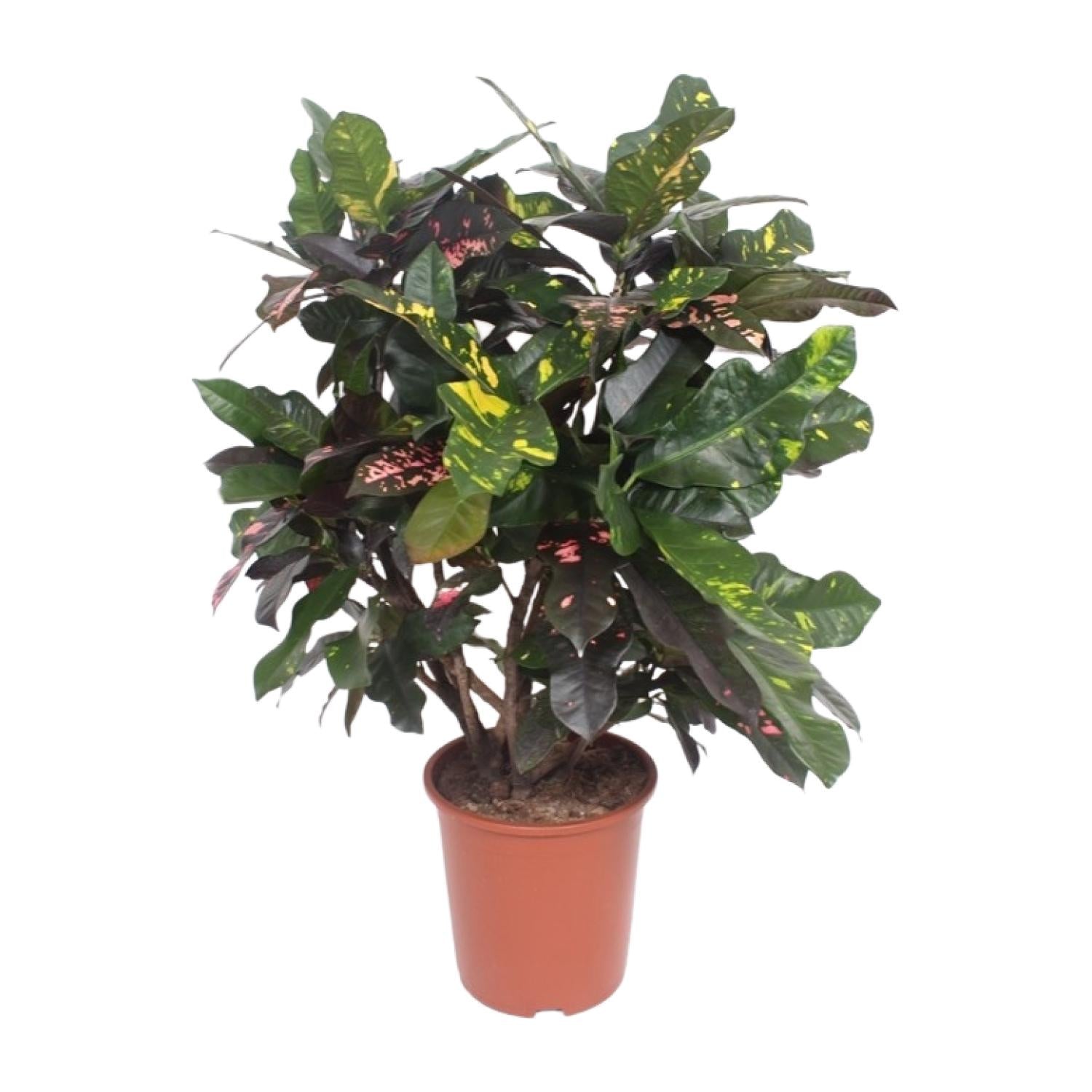 Croton Magnificent – Codiaeum Magnificent – Zimmerpflanze – Ø27cm – ↨110 cm – Tropisch Bunt – Luftreinigend & Pflegeleicht