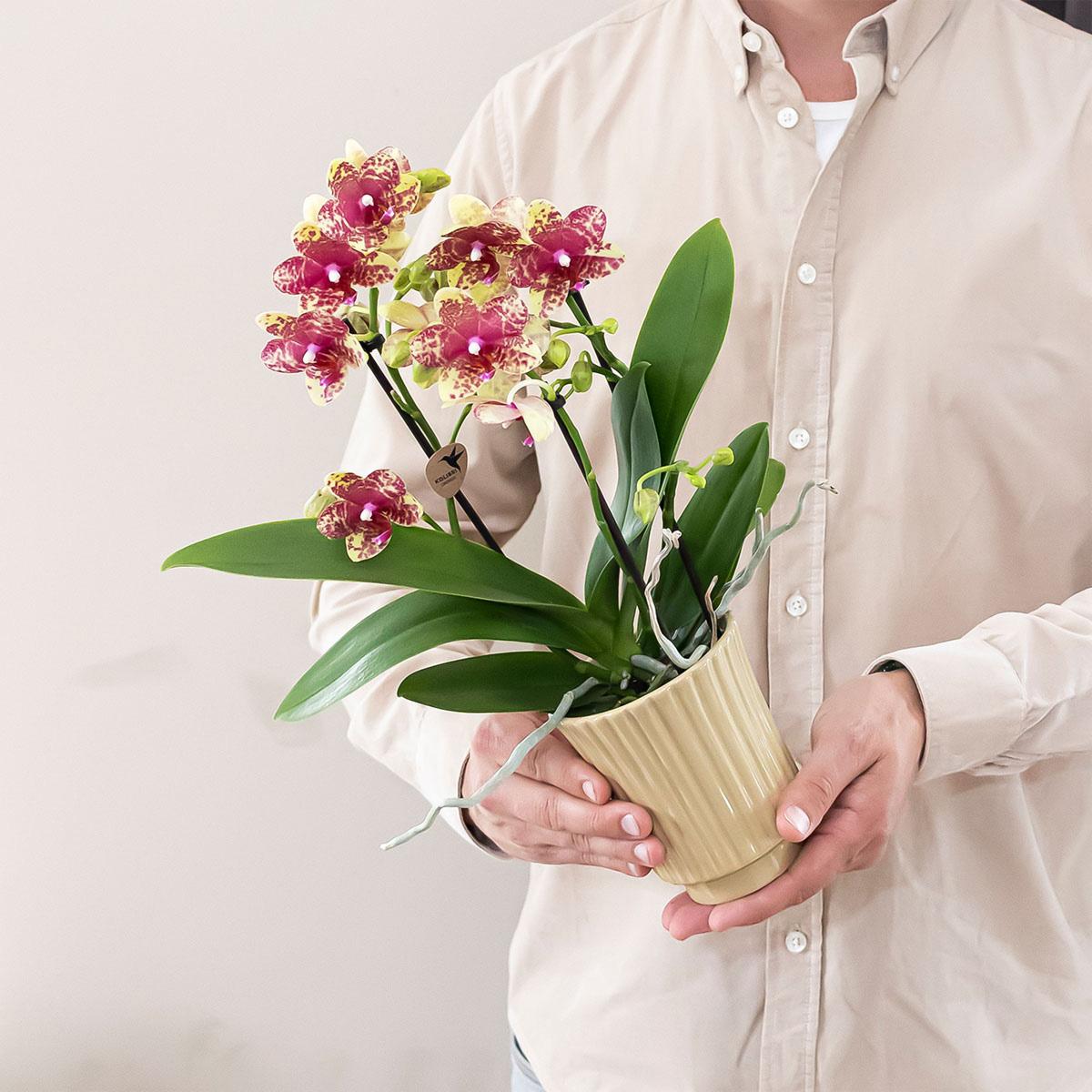 Kolibri Orchids | Orange-Gelbe Phalaenopsis-Orchidee Topfgröße Ø9cm | Grosseto | Blühende Zimmerpflanze – Frisch vom Züchter