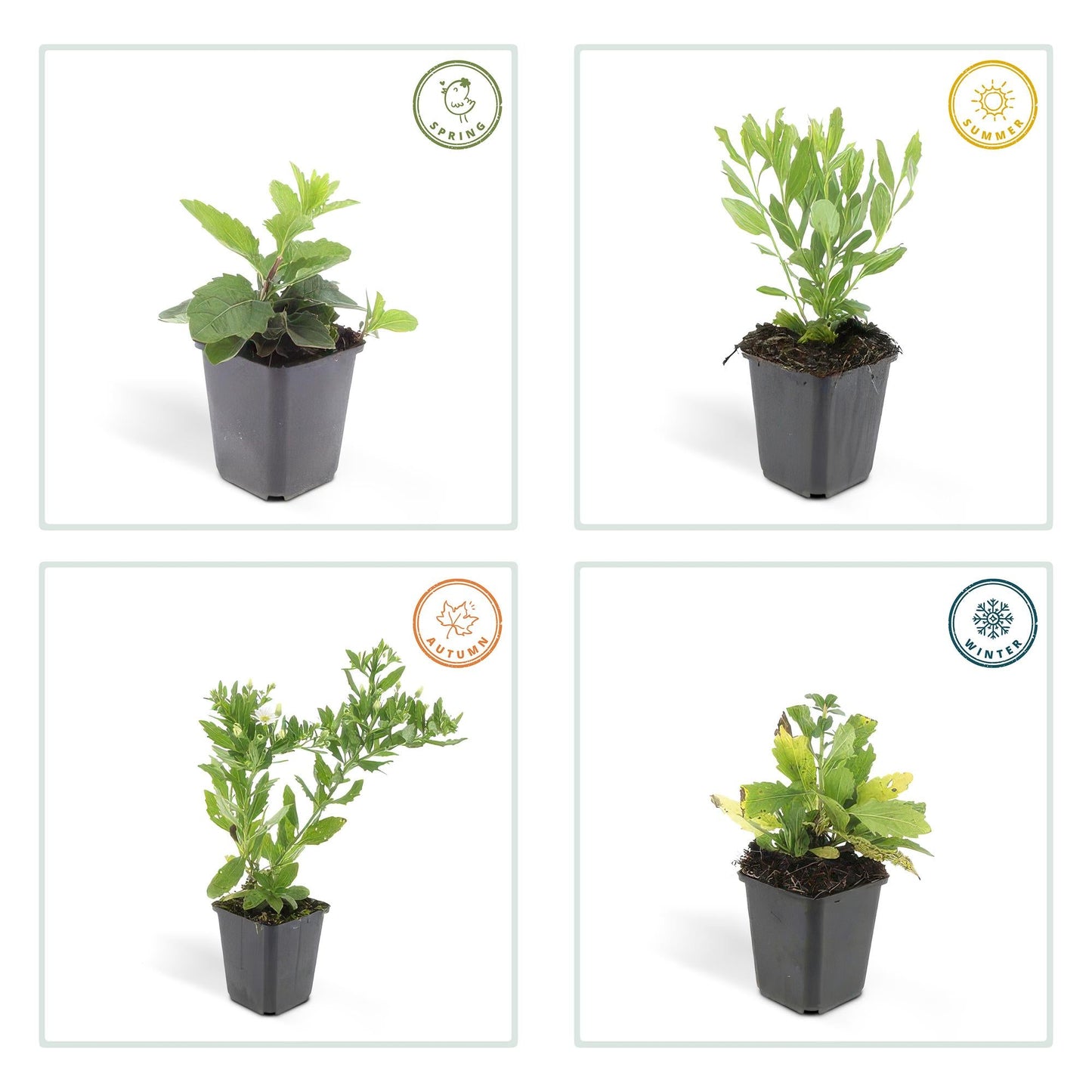 Wildaster Aster ageratoides 'Ashvi' – ↕10-25cm – Ø9cm – 60 Pflanzen – Weiße Herbstastern – Pflegeleicht & winterhart – Blüte von August bis Herbst