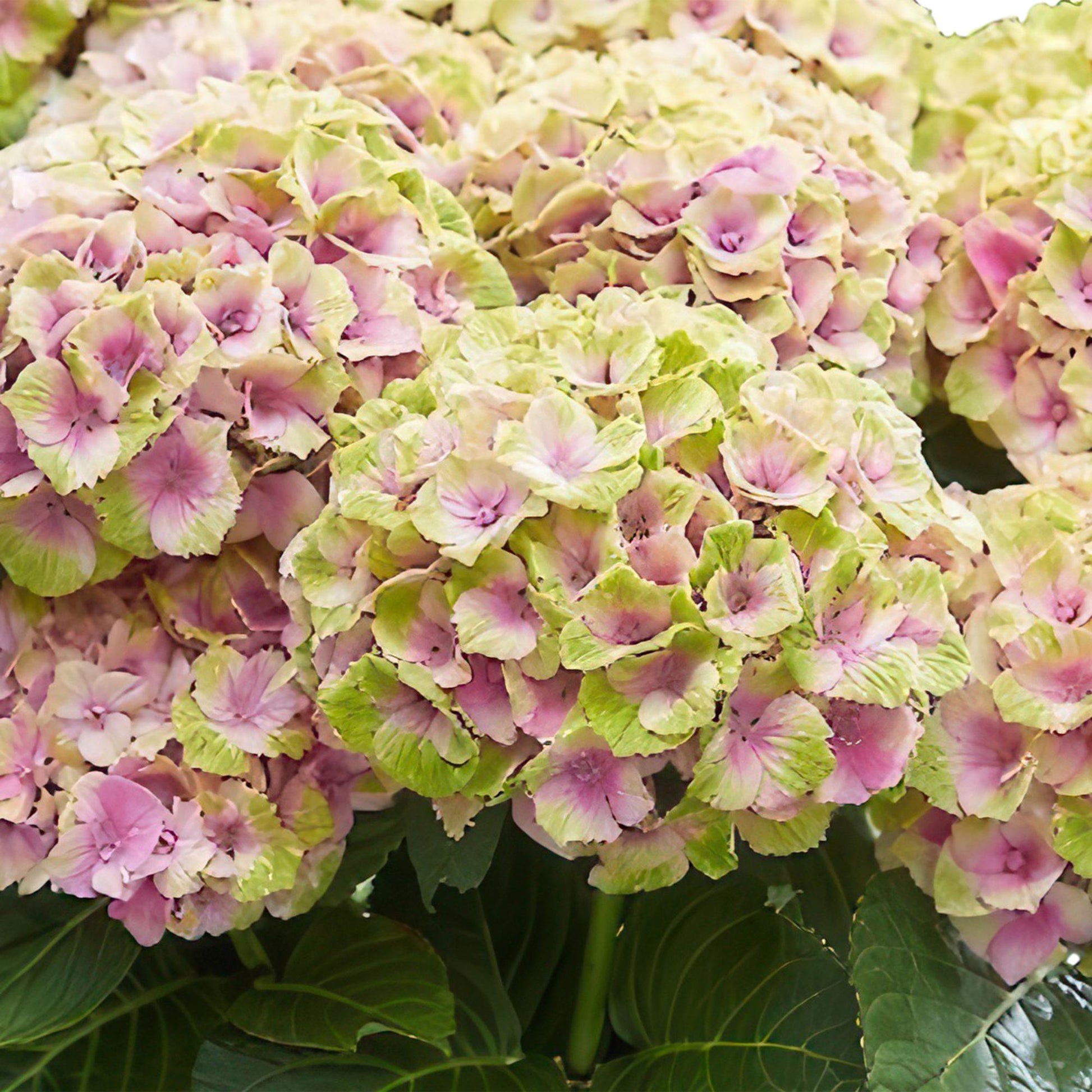 Hortensie Magical Jewel Pink – Rosa – 2 Pflanzen – Hydrangea macrophylla – Je im 23 cm Topf – Ca. 55 cm hoch – 6–10 Blüten – Für Beet, Terrasse & Balkon – Blühfreudig & pflegeleicht