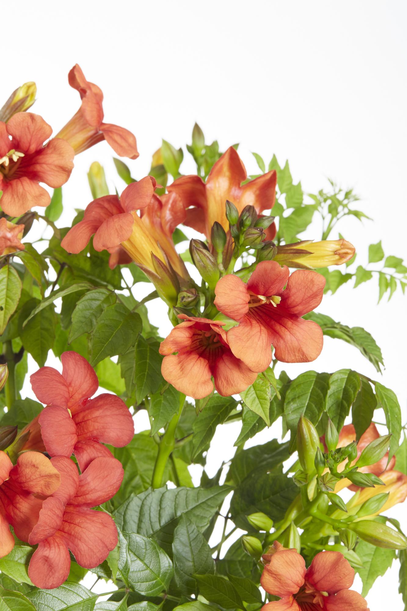 Campsis Summer Jazz 'Fire Trumpet' – Trompetenblume – Kletterpflanze – Ø15 cm – ↨65 cm – 2 Pflanzen – Rote Blüten – Selbstklimmend – Spätsommerblüher
