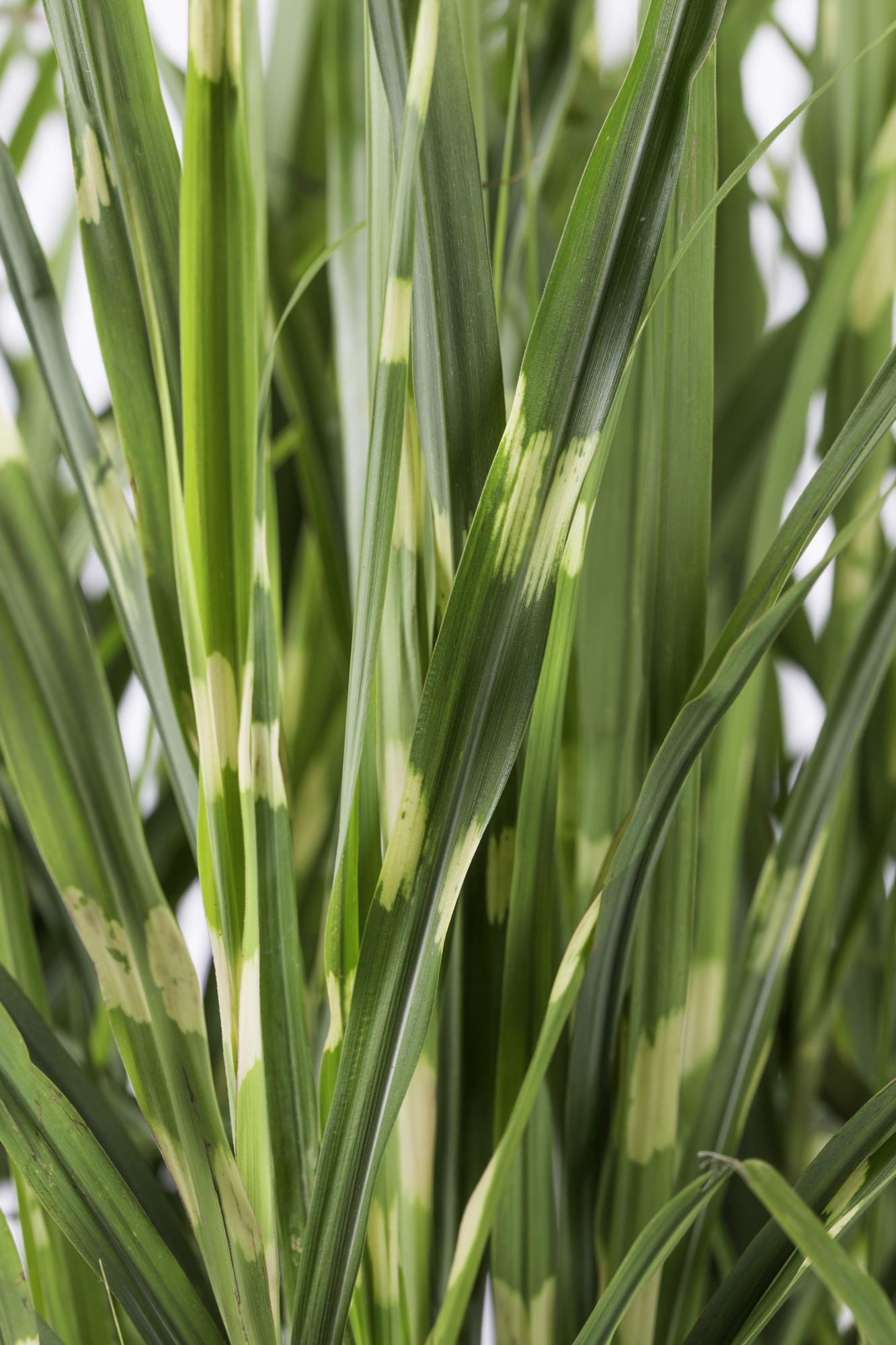 Stachelschweingras - Miscanthus sinensis Strictus - Ø23cm - ↕60cm
