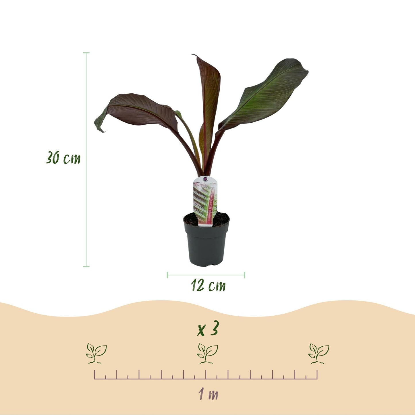 Bananenpflanze Ensete ventricosum Maurelli – 6 Pflanzen – Winterhart – Tropische Gartenbanane – Topf Ø12 cm, Höhe ca. 30 cm – Für Beet & Terrasse