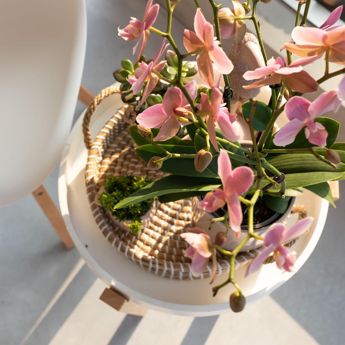 Kolibri Orchids | altrosa Phalaenopsis-Orchidee - Jewel Treviso - Topfgröße Ø9cm | blühende Zimmerpflanze - frisch vom Züchter