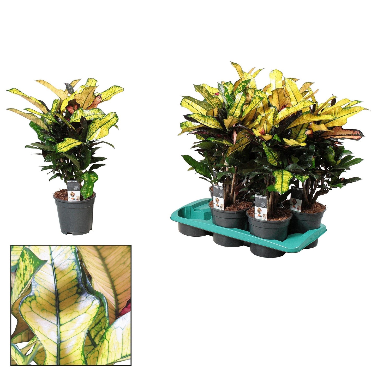 Croton Wilma – Zimmerpflanze – Ø17cm – ↕60cm – Bunte Tropenpflanze mit leuchtend gefärbtem Laub – Pflegeleicht & dekorativ