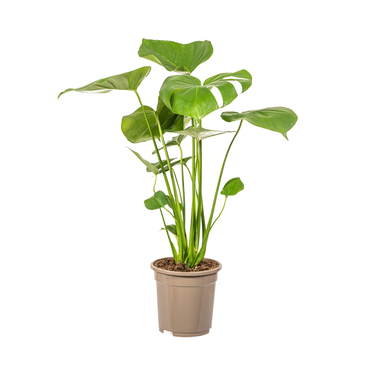 Fensterblatt Monstera Deliciosa Tauerii – Zimmerpflanze – Ø17cm – 50–70cm hoch – üppige, grüne Kletterpflanze