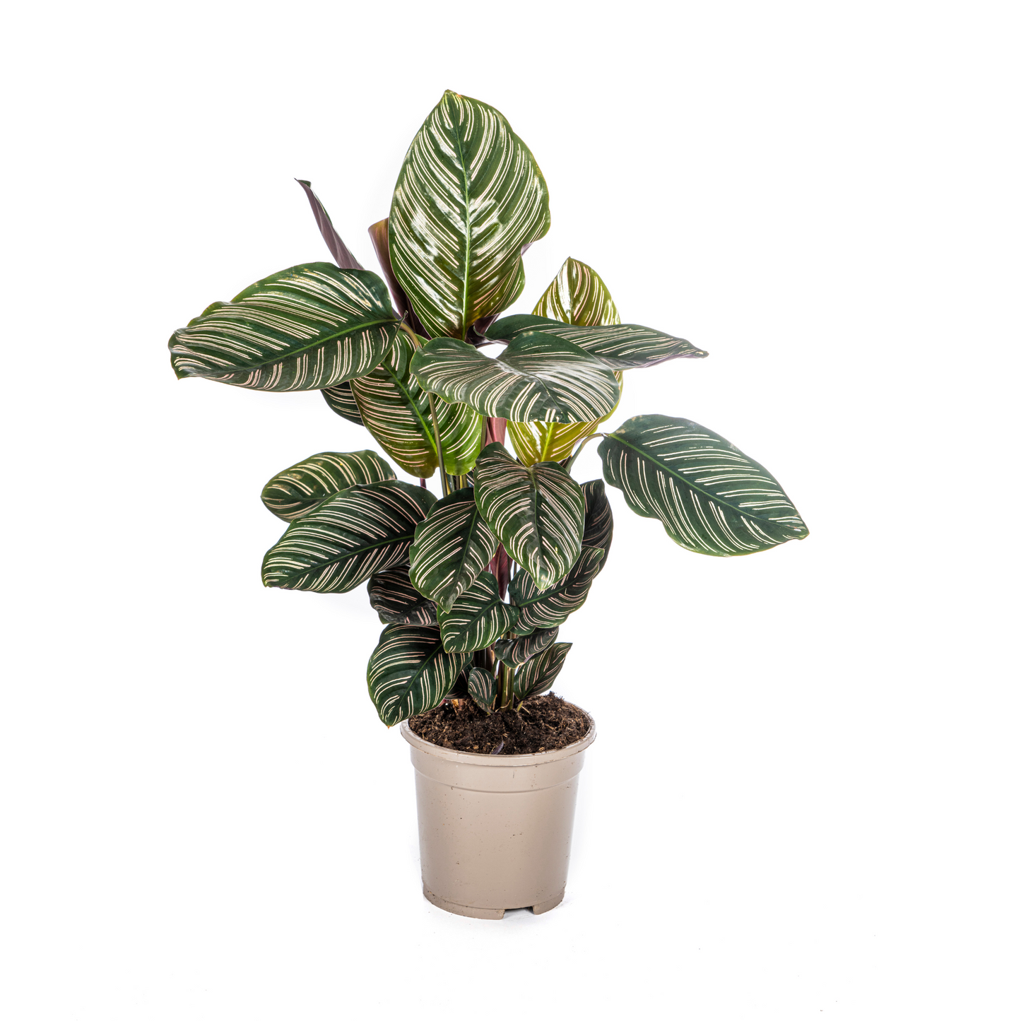 Korbmarante Calathea Ornata Sanderiana – Ø17 cm – ca. 40–50 cm hoch – Zimmerpflanze mit pink gestreiften Blättern – Für Wohnzimmer & Büro