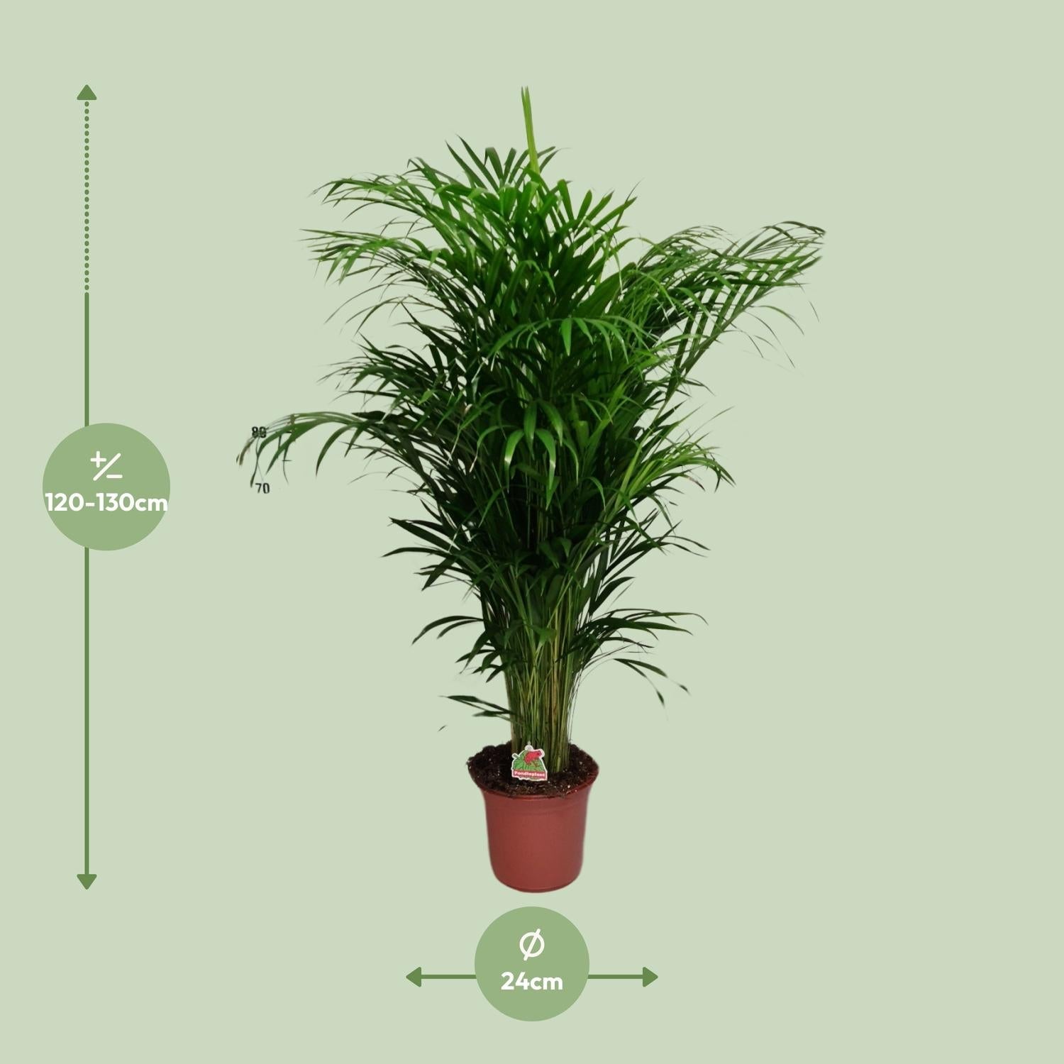 Areca-Palme – Dypsis Lutescens – Zimmerpflanze - 125 cm – Ø24 cm – Tropische Grünpflanze für Wohnzimmer, Büro & Flur – Luftreinigend & pflegeleicht